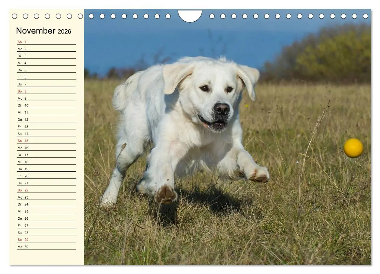 Bild: 9783516006209 | Das Glück hat einen Namen - Golden Retriever (Wandkalender 2026 DIN...