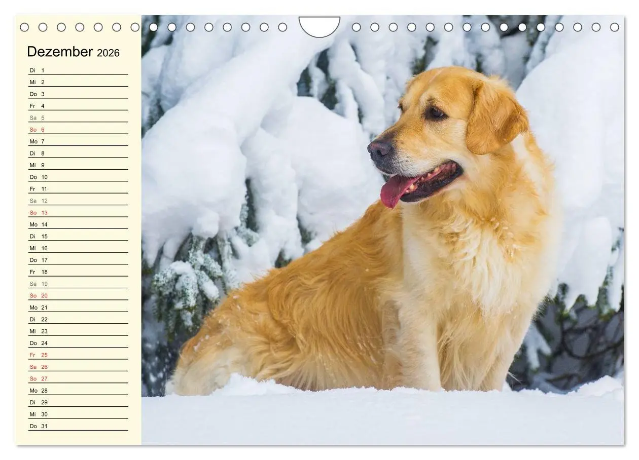 Bild: 9783516006209 | Das Glück hat einen Namen - Golden Retriever (Wandkalender 2026 DIN...