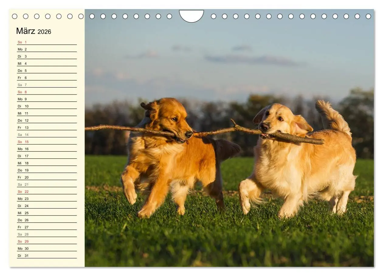 Bild: 9783516006209 | Das Glück hat einen Namen - Golden Retriever (Wandkalender 2026 DIN...