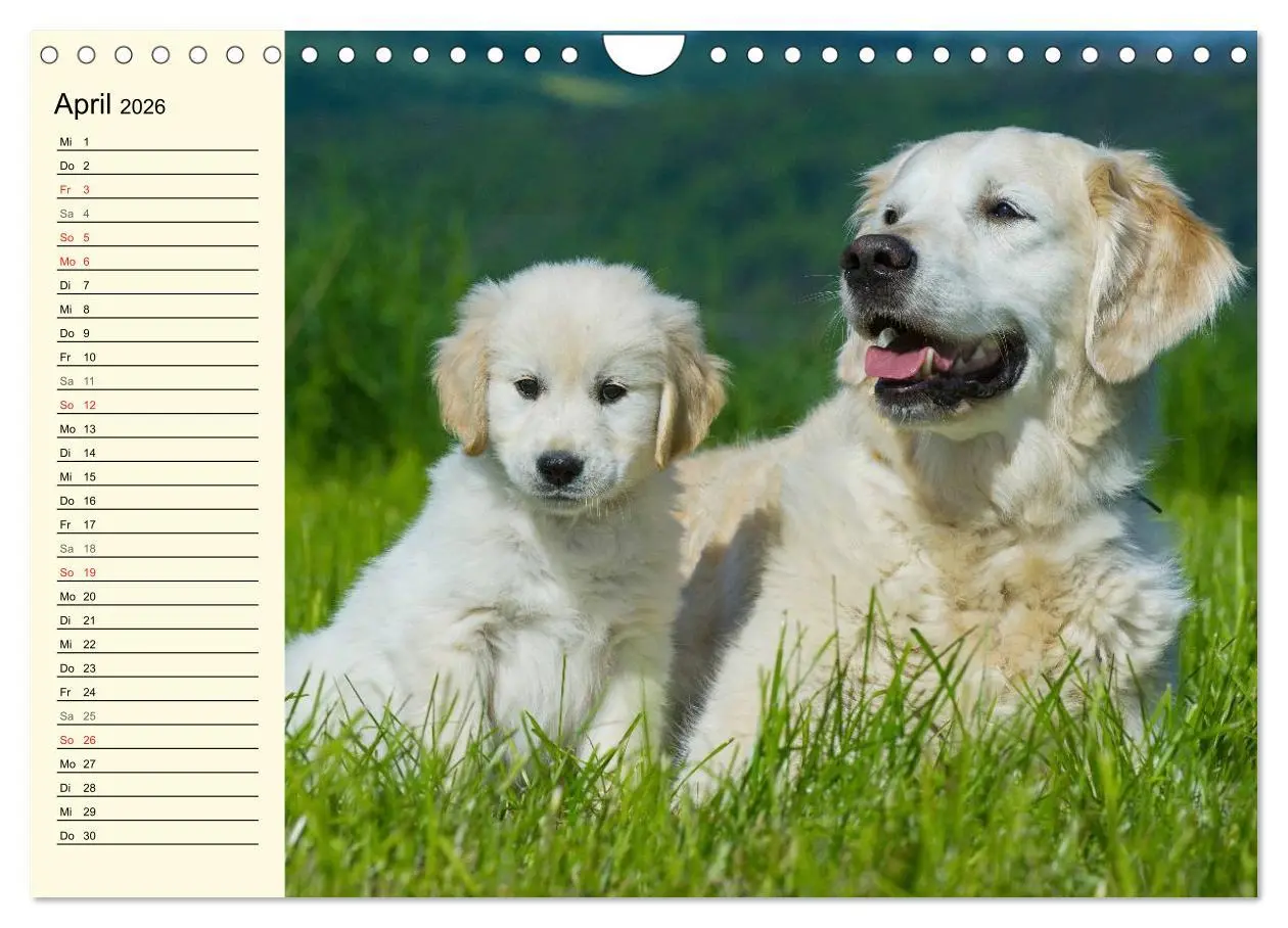 Bild: 9783516006209 | Das Glück hat einen Namen - Golden Retriever (Wandkalender 2026 DIN...