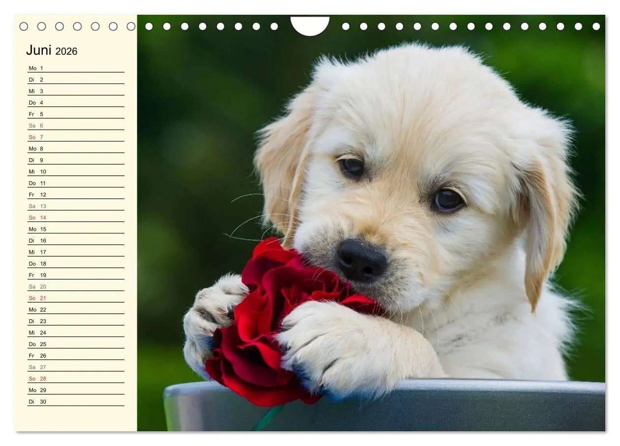 Bild: 9783516006209 | Das Glück hat einen Namen - Golden Retriever (Wandkalender 2026 DIN...