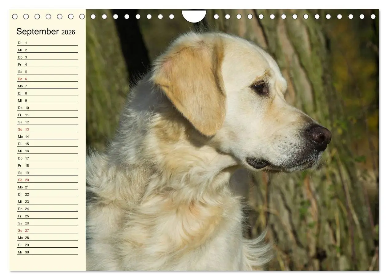 Bild: 9783516006209 | Das Glück hat einen Namen - Golden Retriever (Wandkalender 2026 DIN...