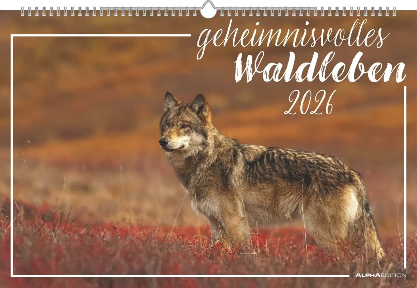 Cover: 4069095006409 | Alpha Edition - Geheimnisvolles Waldleben Kalender 2026 -...