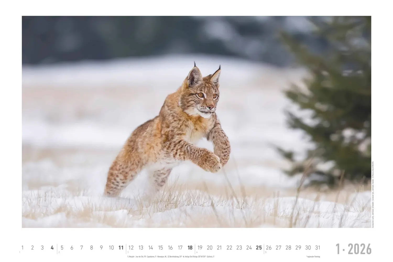 Bild: 4069095006409 | Alpha Edition - Geheimnisvolles Waldleben Kalender 2026 -...