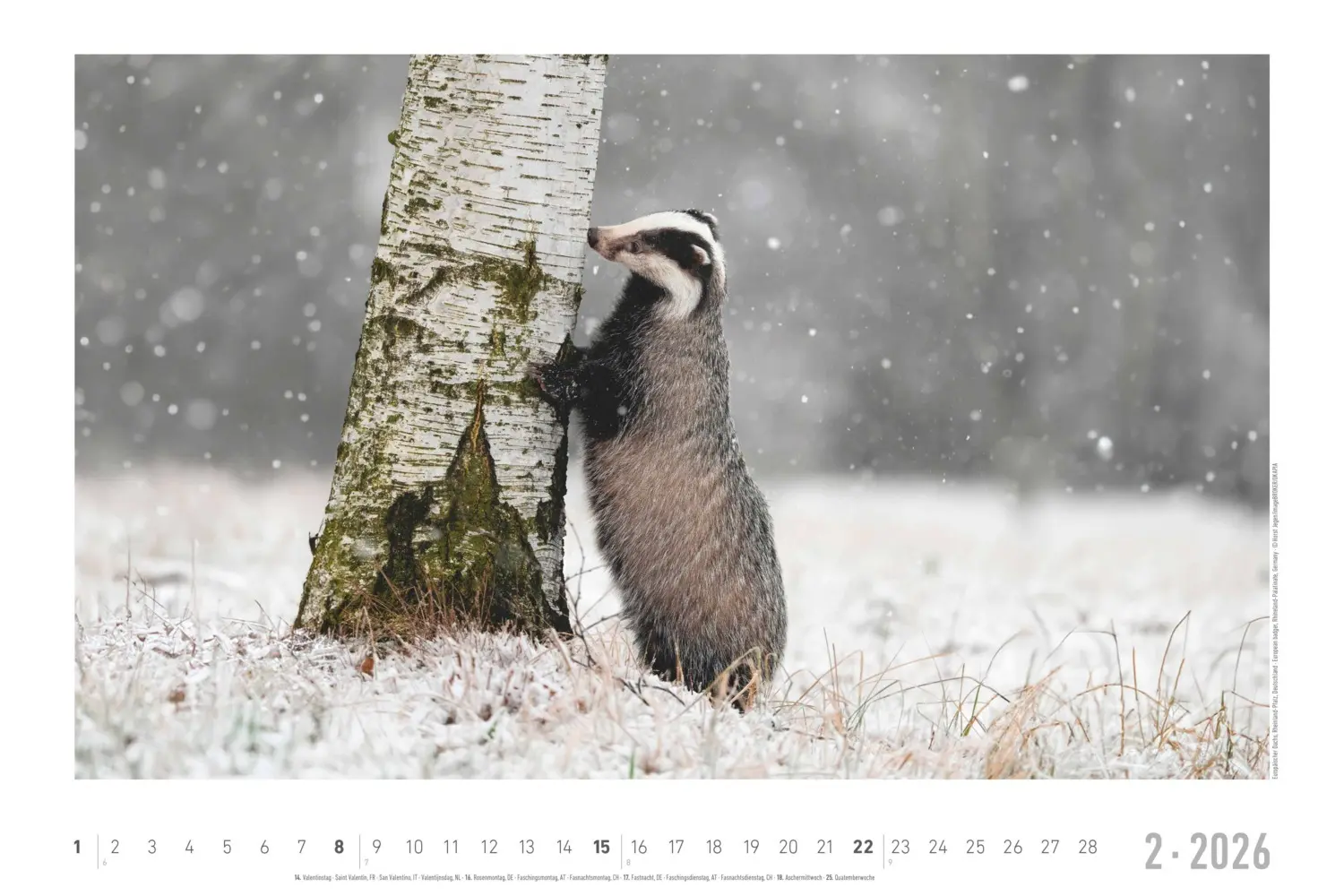 Bild: 4069095006409 | Alpha Edition - Geheimnisvolles Waldleben Kalender 2026 -...