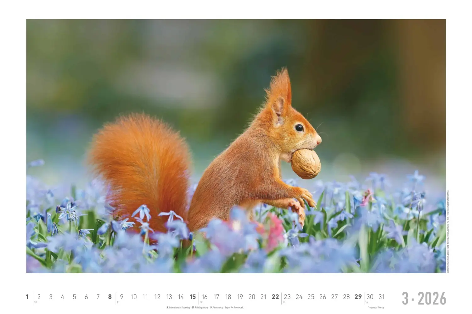 Bild: 4069095006409 | Alpha Edition - Geheimnisvolles Waldleben Kalender 2026 -...