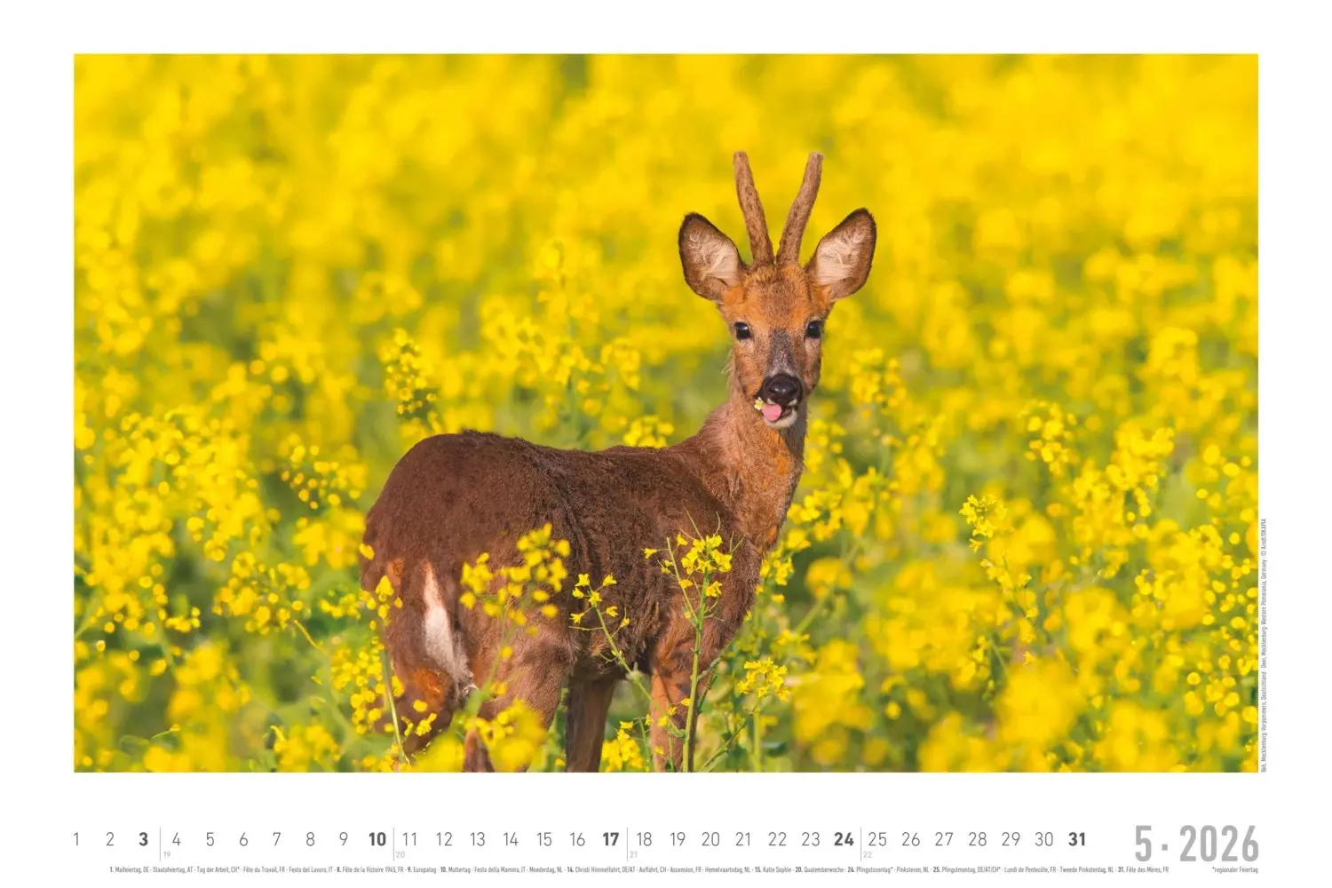 Bild: 4069095006409 | Alpha Edition - Geheimnisvolles Waldleben Kalender 2026 -...