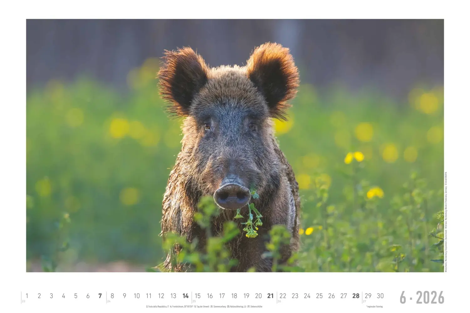 Bild: 4069095006409 | Alpha Edition - Geheimnisvolles Waldleben Kalender 2026 -...