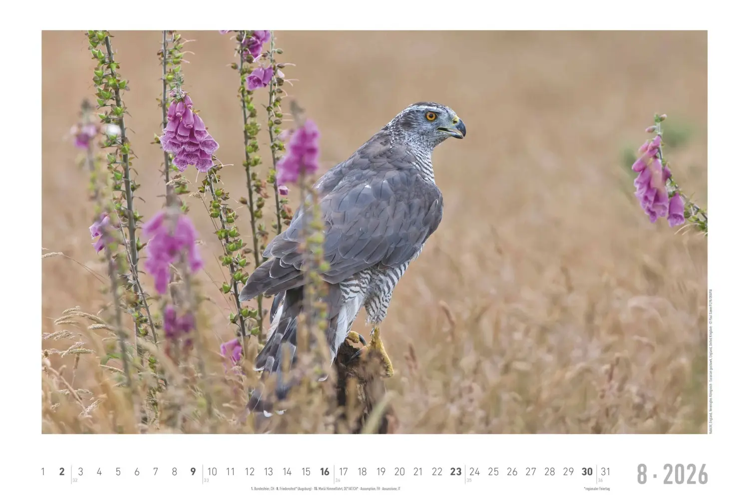 Bild: 4069095006409 | Alpha Edition - Geheimnisvolles Waldleben Kalender 2026 -...