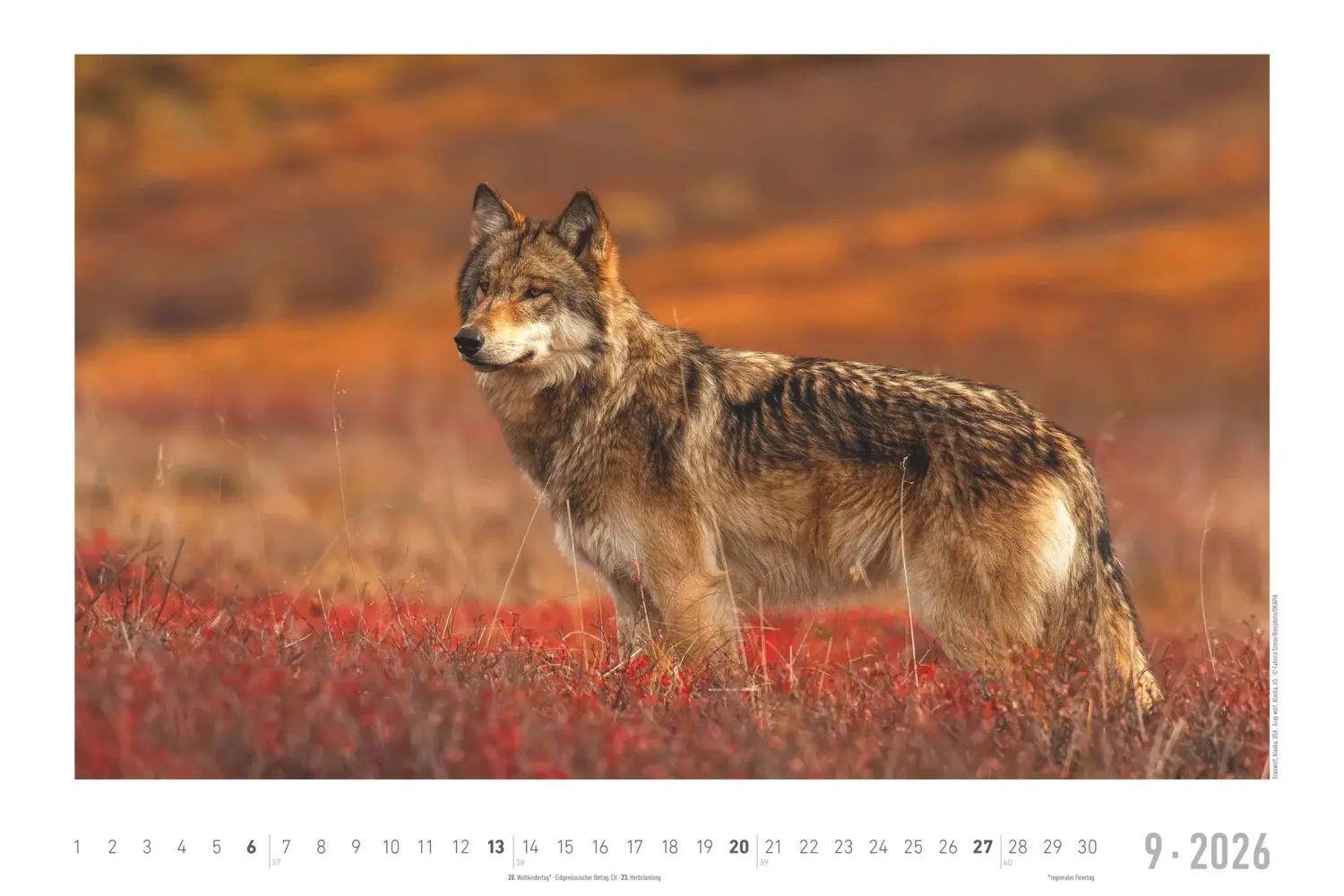 Bild: 4069095006409 | Alpha Edition - Geheimnisvolles Waldleben Kalender 2026 -...
