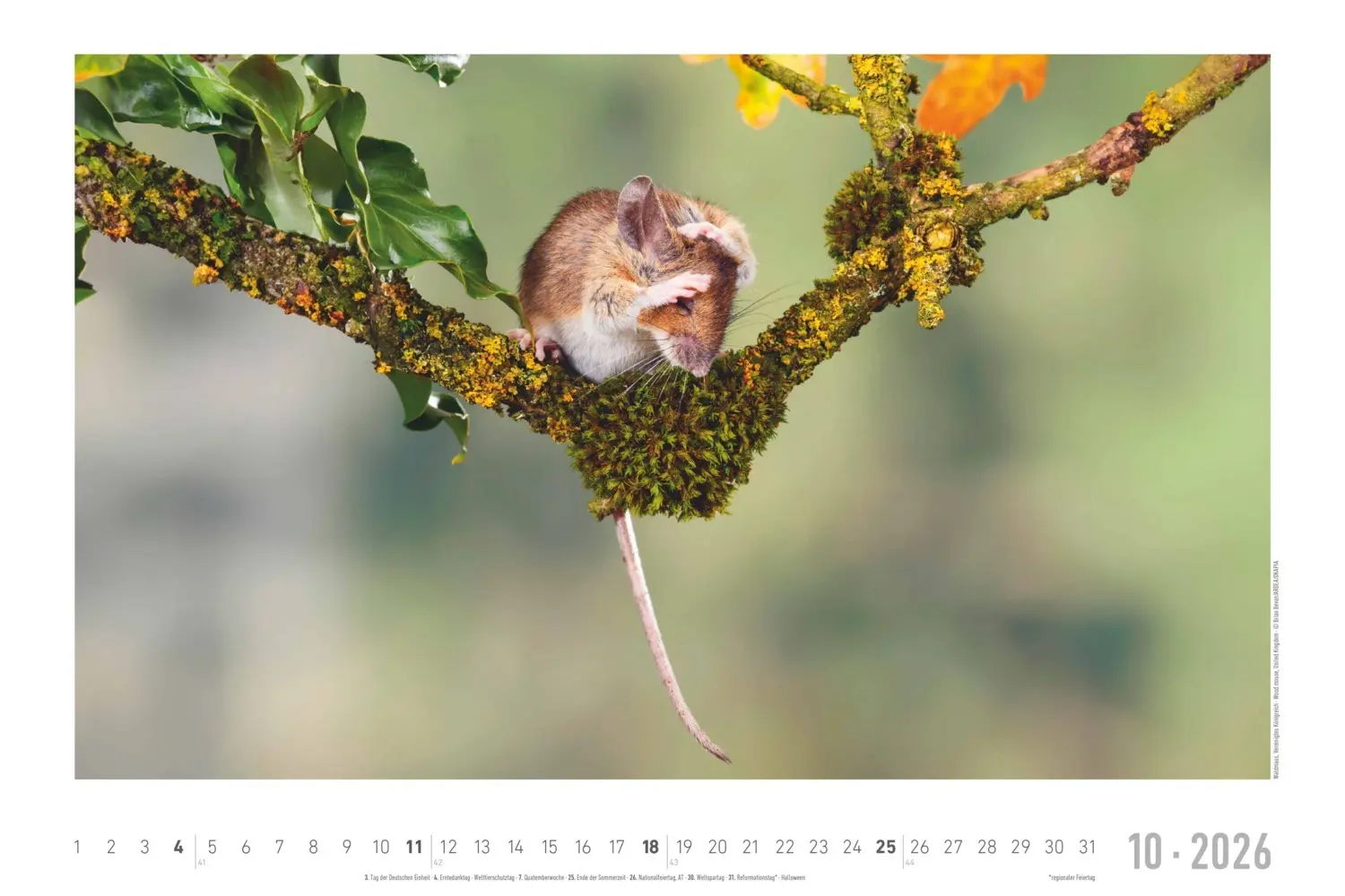 Bild: 4069095006409 | Alpha Edition - Geheimnisvolles Waldleben Kalender 2026 -...