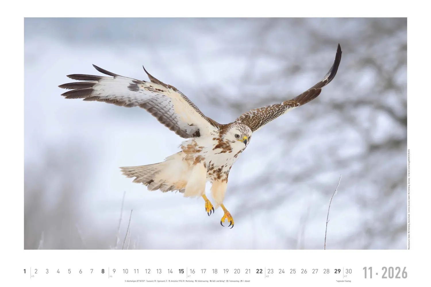 Bild: 4069095006409 | Alpha Edition - Geheimnisvolles Waldleben Kalender 2026 -...