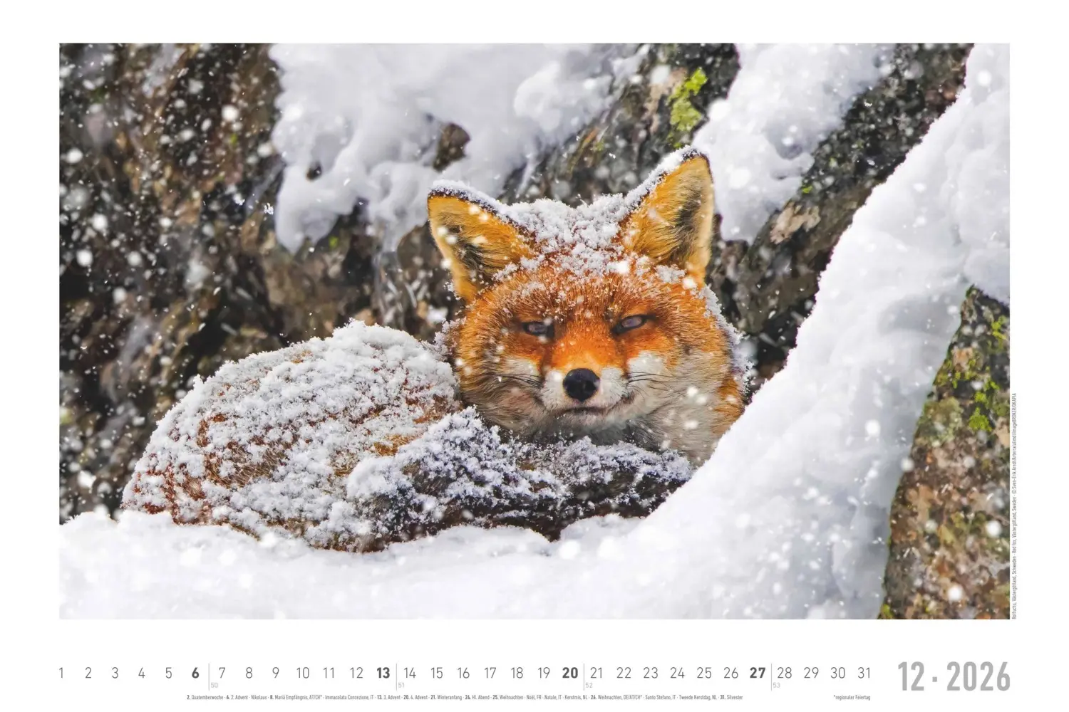 Bild: 4069095006409 | Alpha Edition - Geheimnisvolles Waldleben Kalender 2026 -...