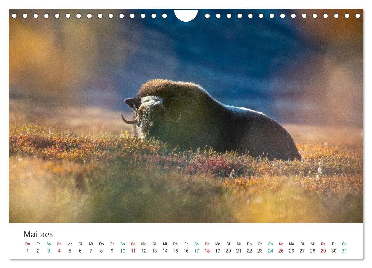 Bild: 9783383956409 | Die letzten Moschusochsen Europas (Wandkalender 2025 DIN A4 quer),...