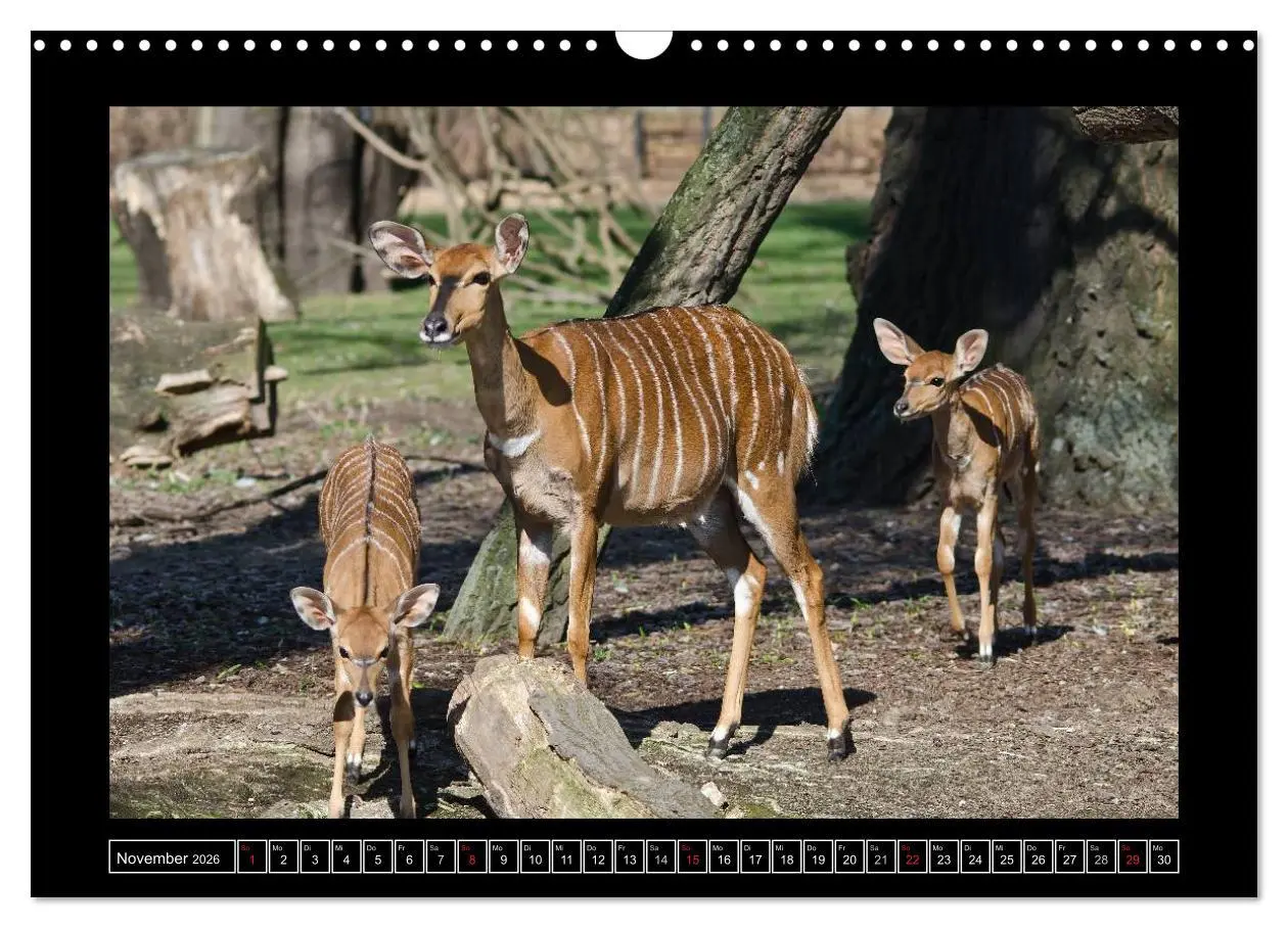 Bild: 9783516086409 | Dresdner Zootiere 2026 (Wandkalender 2026 DIN A3 quer), CALVENDO...
