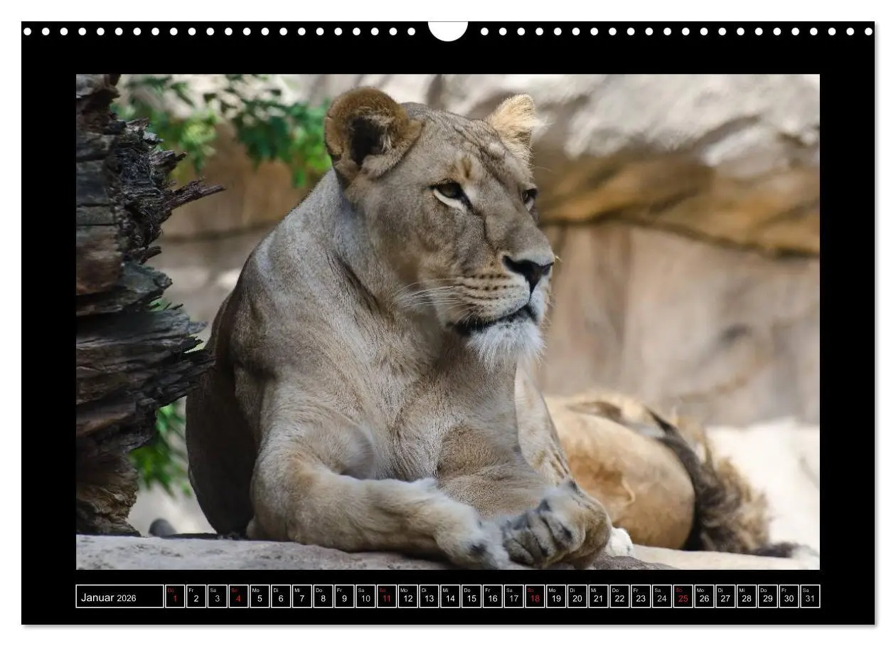 Bild: 9783516086409 | Dresdner Zootiere 2026 (Wandkalender 2026 DIN A3 quer), CALVENDO...