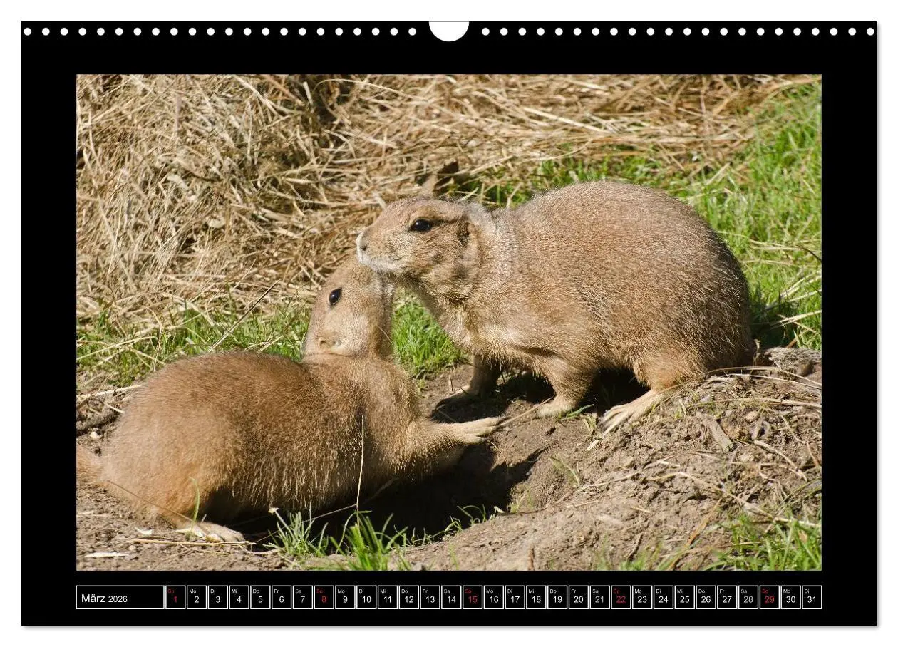 Bild: 9783516086409 | Dresdner Zootiere 2026 (Wandkalender 2026 DIN A3 quer), CALVENDO...