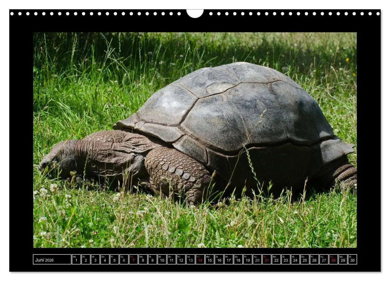 Bild: 9783516086409 | Dresdner Zootiere 2026 (Wandkalender 2026 DIN A3 quer), CALVENDO...