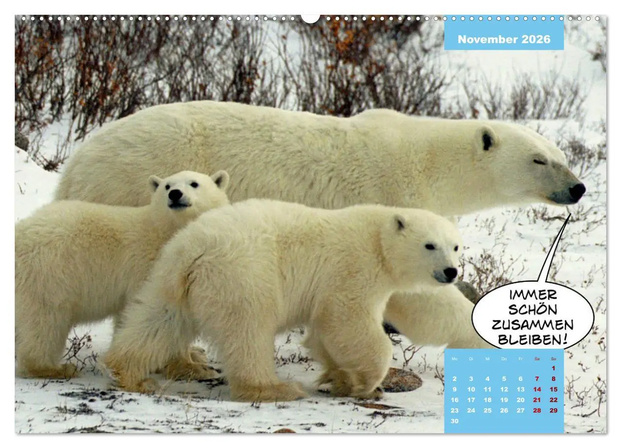 Bild: 9783457666609 | Lustige Eisbären (hochwertiger Premium Wandkalender 2026 DIN A2...