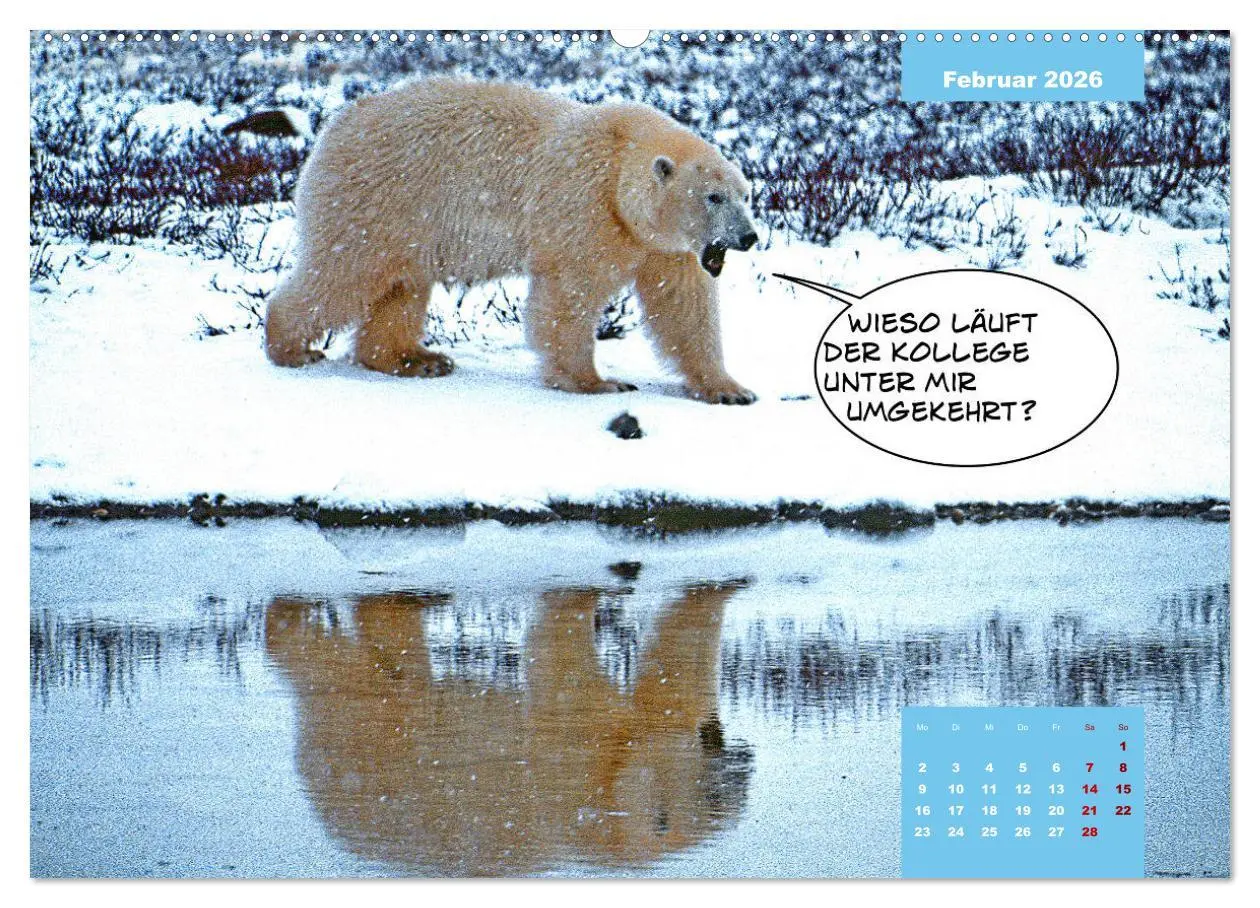 Bild: 9783457666609 | Lustige Eisbären (hochwertiger Premium Wandkalender 2026 DIN A2...