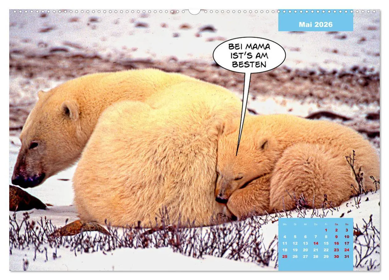 Bild: 9783457666609 | Lustige Eisbären (hochwertiger Premium Wandkalender 2026 DIN A2...