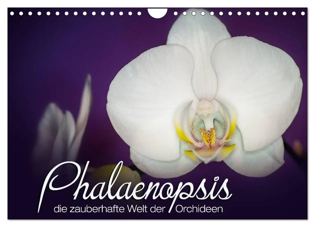 Cover: 9783516126709 | Phalaenopsis - die zauberhafte Welt der Orchideen (Wandkalender...