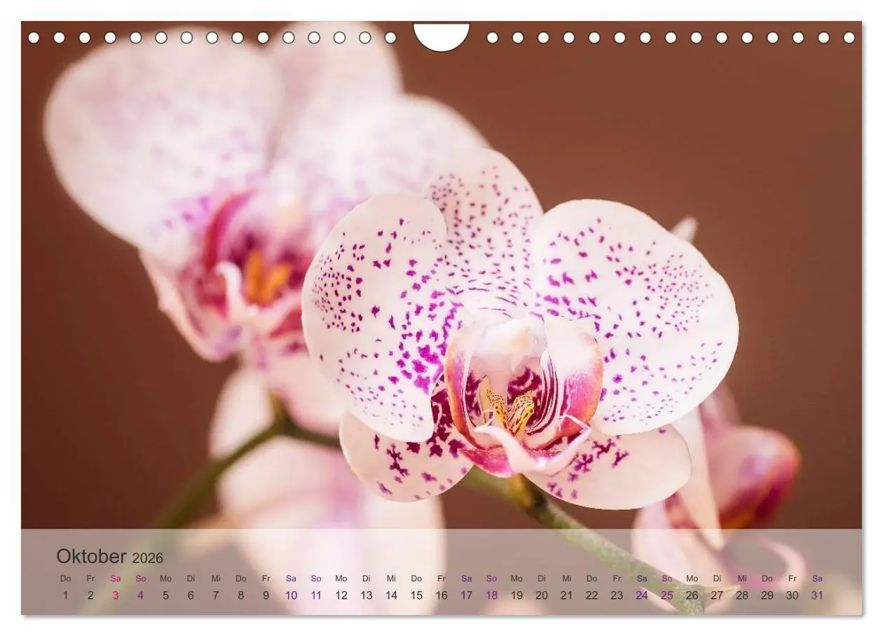 Bild: 9783516126709 | Phalaenopsis - die zauberhafte Welt der Orchideen (Wandkalender...