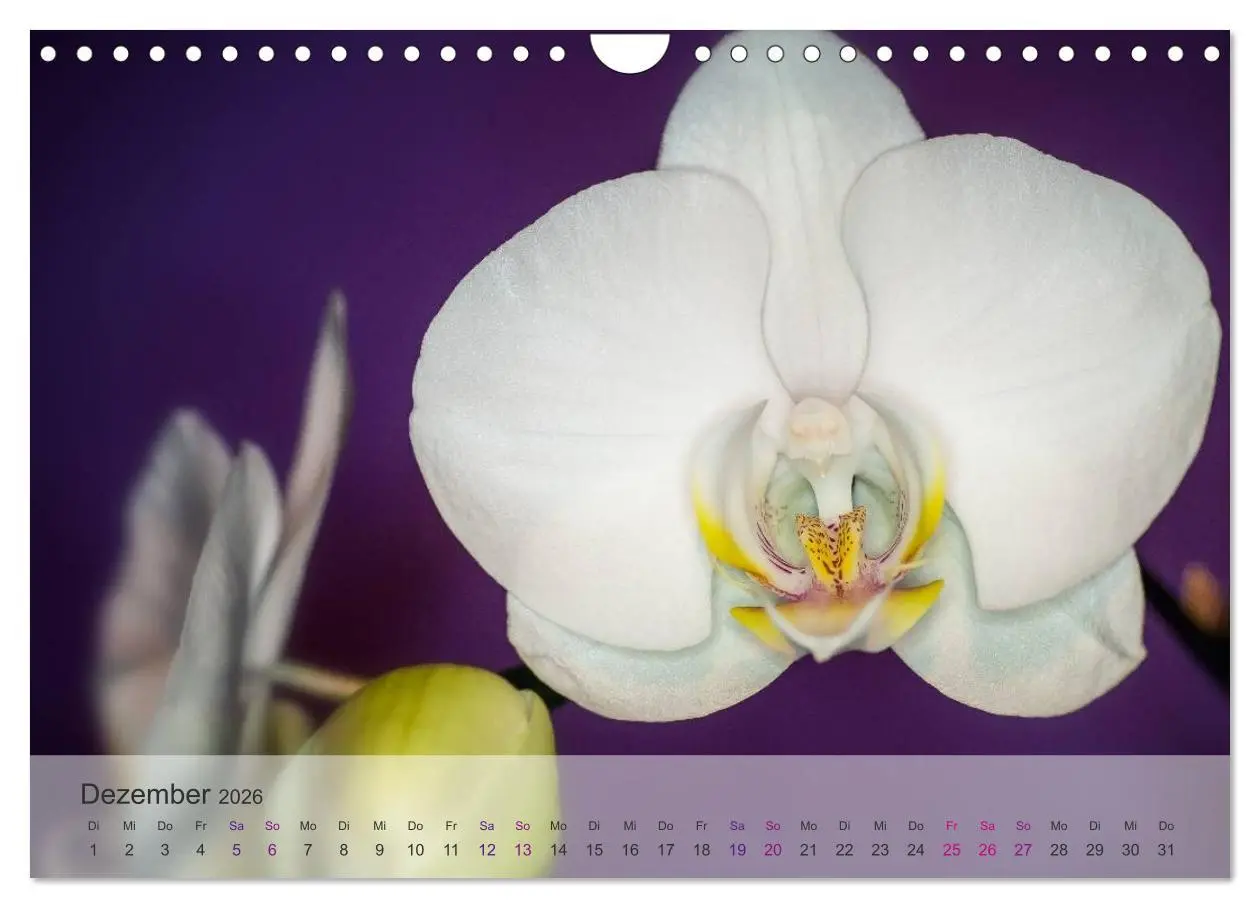 Bild: 9783516126709 | Phalaenopsis - die zauberhafte Welt der Orchideen (Wandkalender...