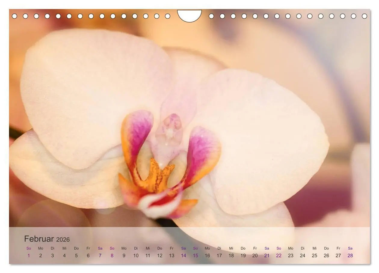 Bild: 9783516126709 | Phalaenopsis - die zauberhafte Welt der Orchideen (Wandkalender...