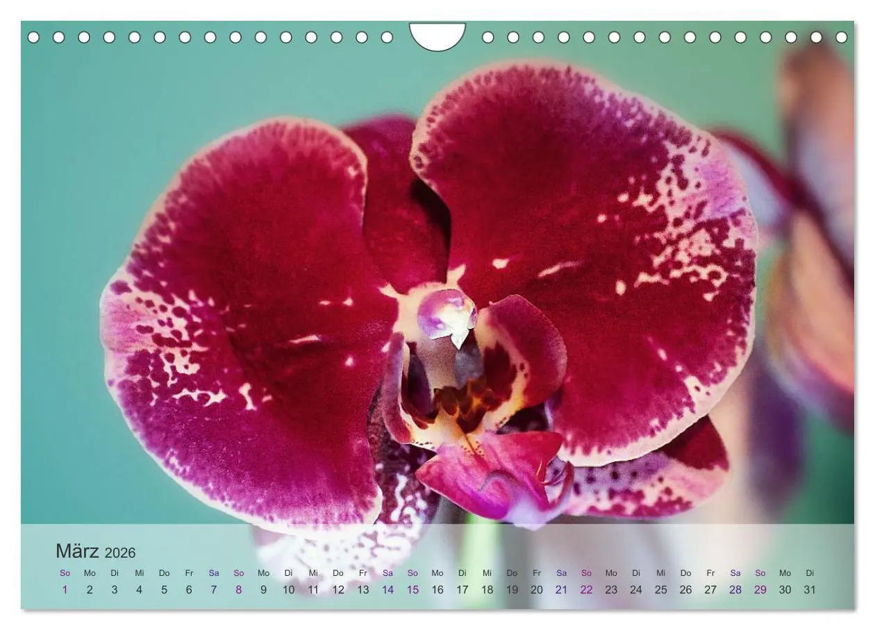 Bild: 9783516126709 | Phalaenopsis - die zauberhafte Welt der Orchideen (Wandkalender...