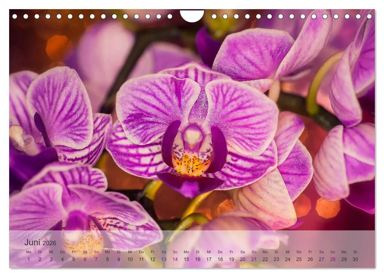 Bild: 9783516126709 | Phalaenopsis - die zauberhafte Welt der Orchideen (Wandkalender...
