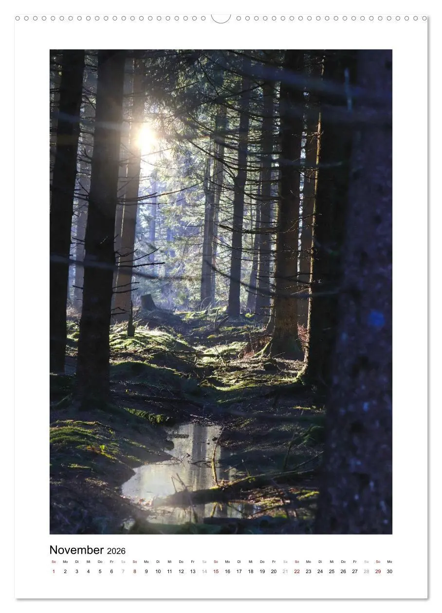 Bild: 9783516366709 | Mein Sehnsuchtsort, der Wald (Wandkalender 2026 DIN A2 hoch),...
