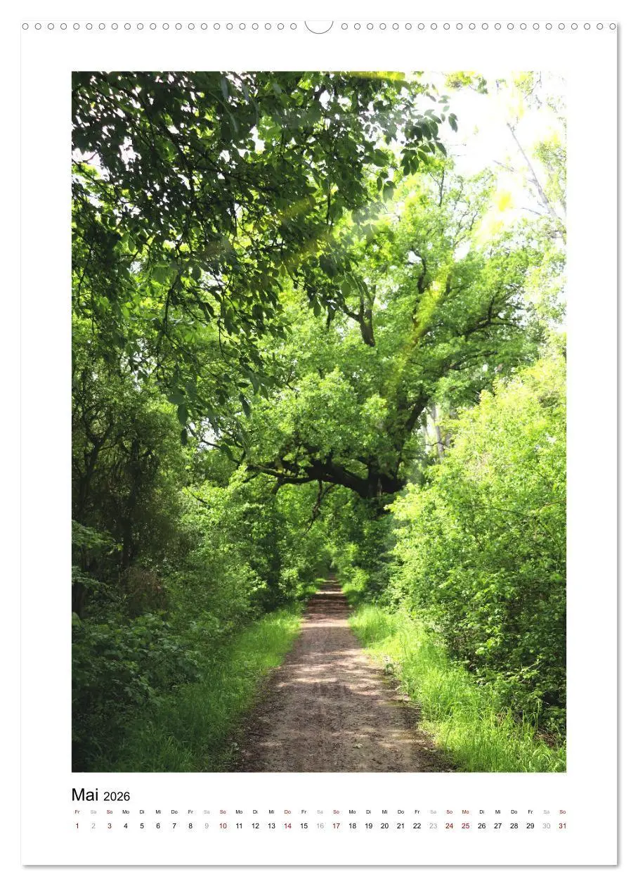 Bild: 9783516366709 | Mein Sehnsuchtsort, der Wald (Wandkalender 2026 DIN A2 hoch),...