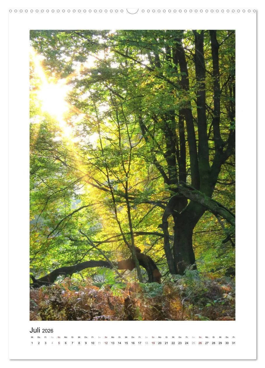 Bild: 9783516366709 | Mein Sehnsuchtsort, der Wald (Wandkalender 2026 DIN A2 hoch),...
