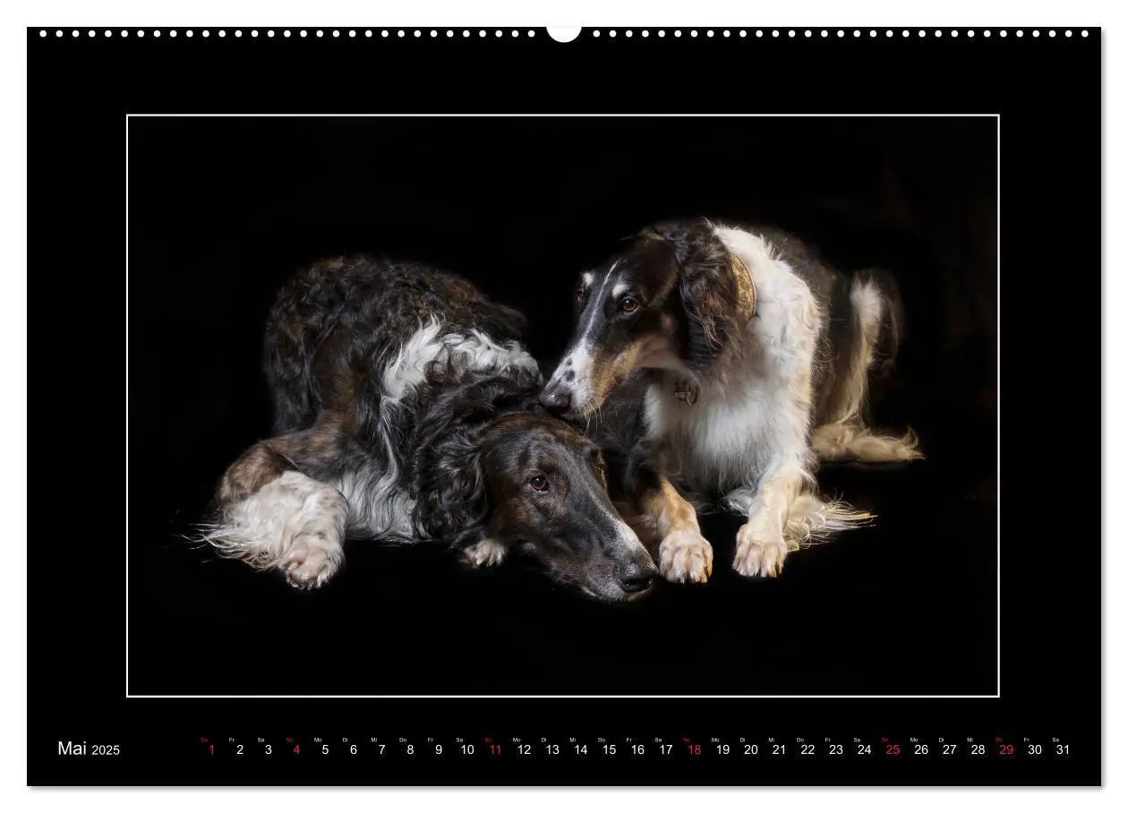 Bild: 9783435176809 | Windhunde - Schnelle Schönheiten (Wandkalender 2025 DIN A2 quer),...
