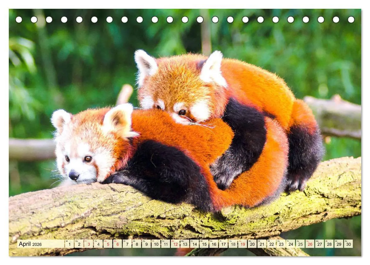 Bild: 9783457747209 | Roter Panda. Die superknuddeligen Katzenbären (Tischkalender 2026...
