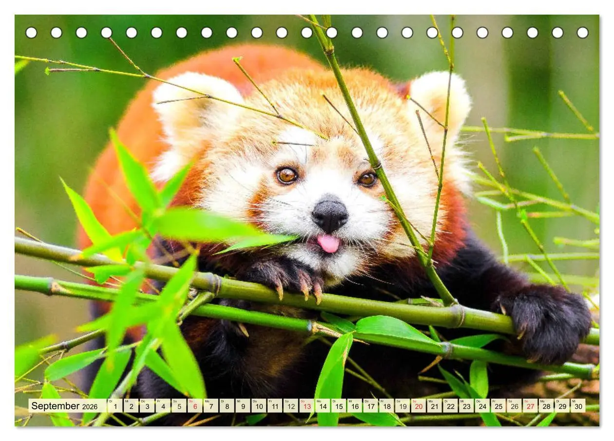 Bild: 9783457747209 | Roter Panda. Die superknuddeligen Katzenbären (Tischkalender 2026...