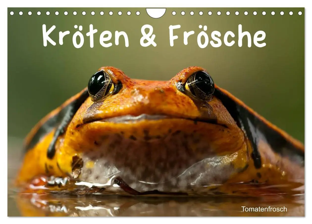 Cover: 9783516147209 | Kröten &amp; Frösche (Wandkalender 2026 DIN A4 quer), CALVENDO...