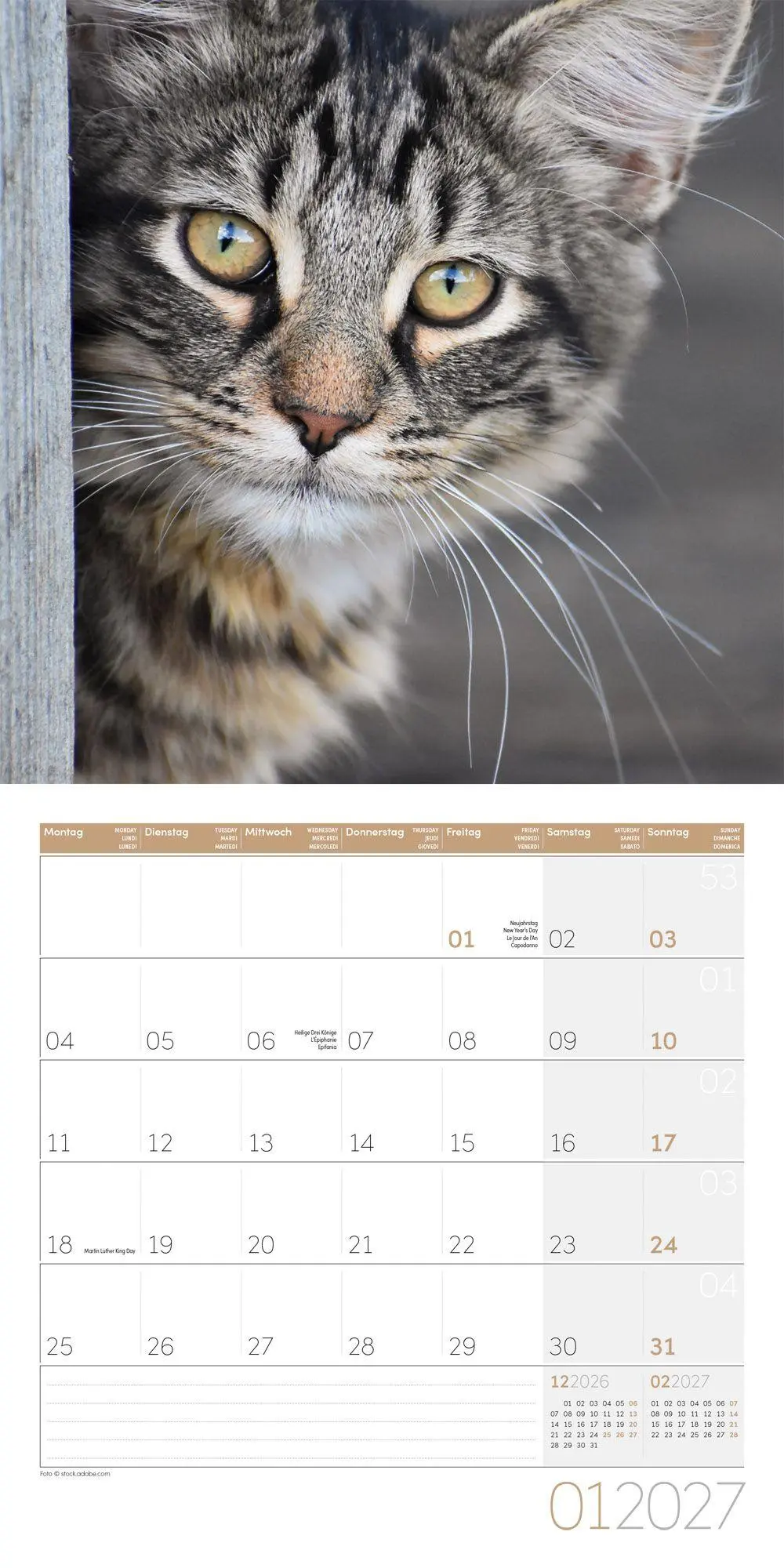 Bild: 9783838447209 | Katzen Kalender 2027 - 30x30 - Art12 | Ackermann Kunstverlag GmbH