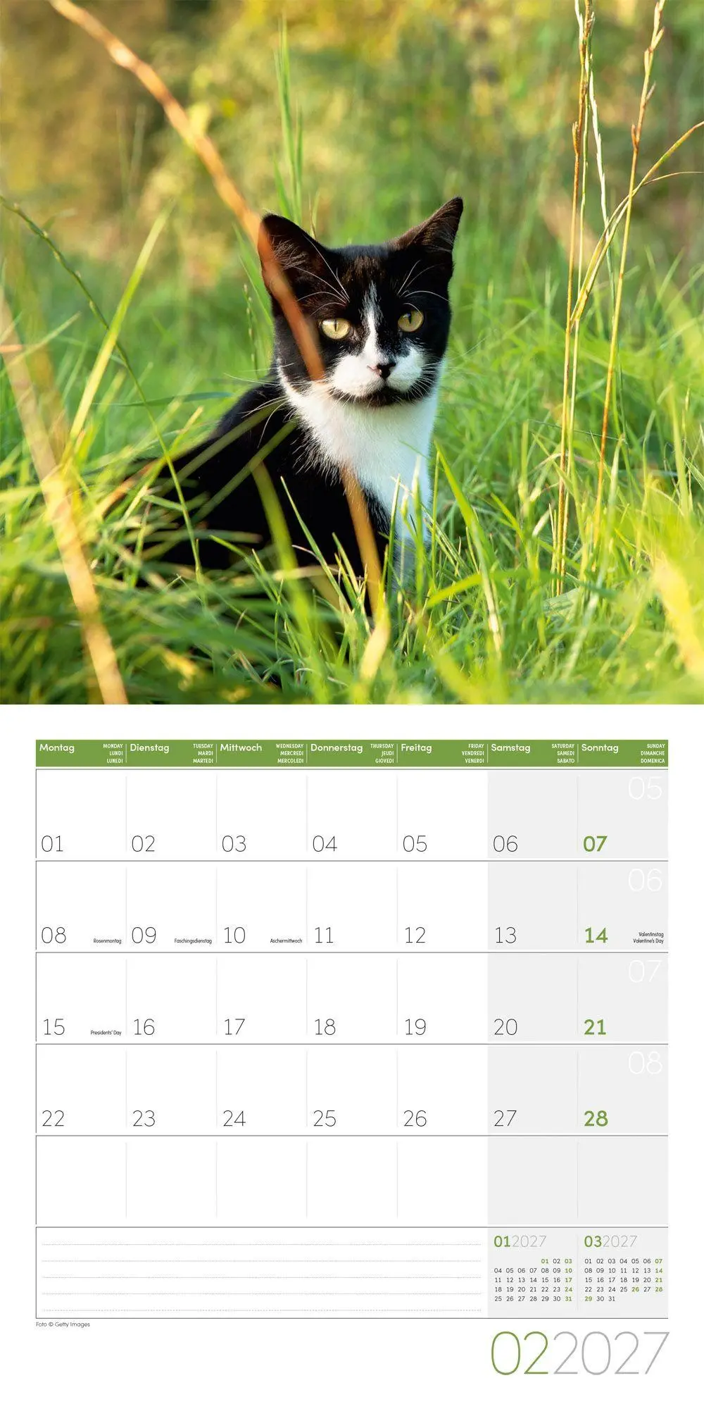 Bild: 9783838447209 | Katzen Kalender 2027 - 30x30 - Art12 | Ackermann Kunstverlag GmbH