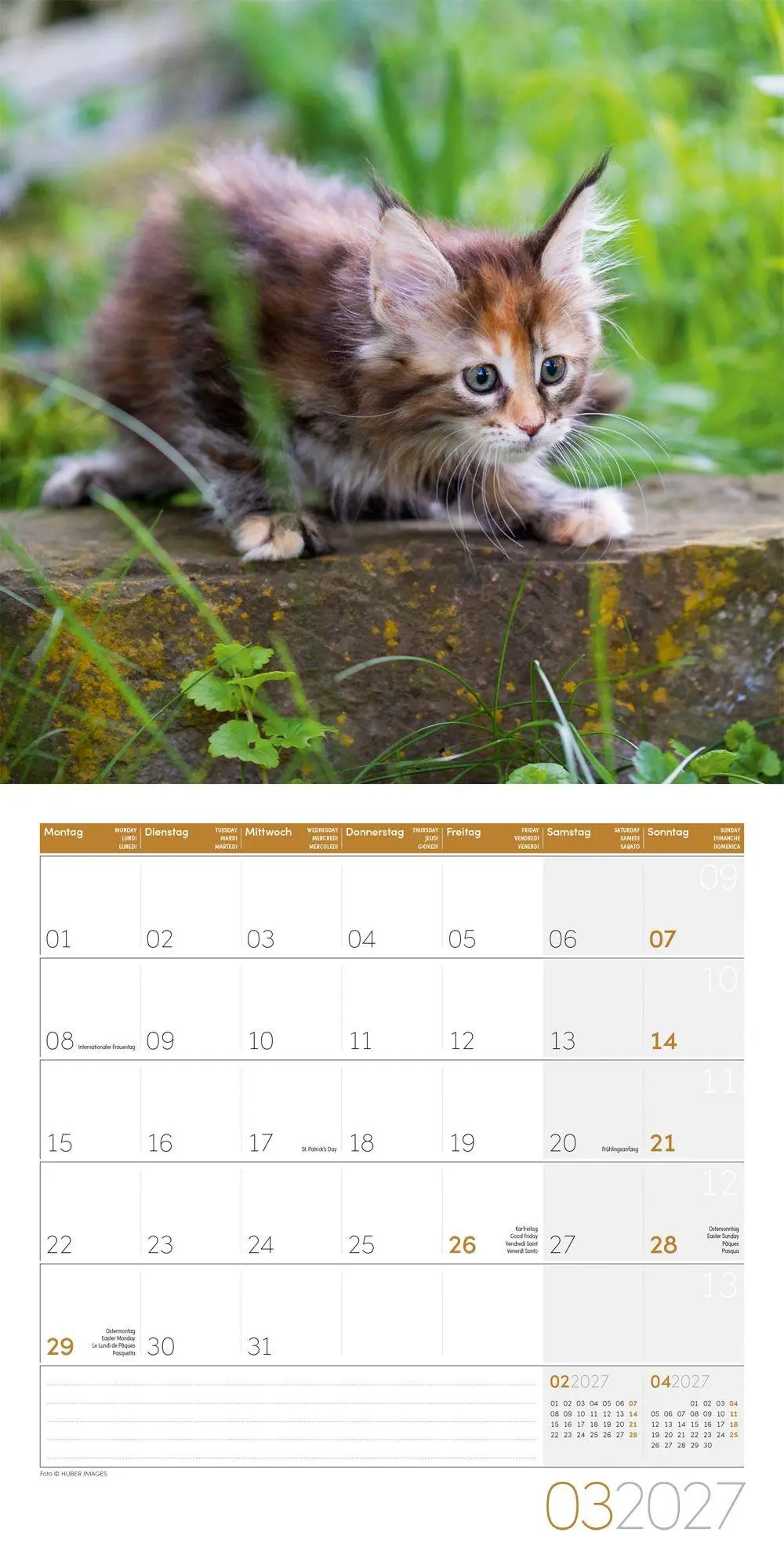 Bild: 9783838447209 | Katzen Kalender 2027 - 30x30 - Art12 | Ackermann Kunstverlag GmbH