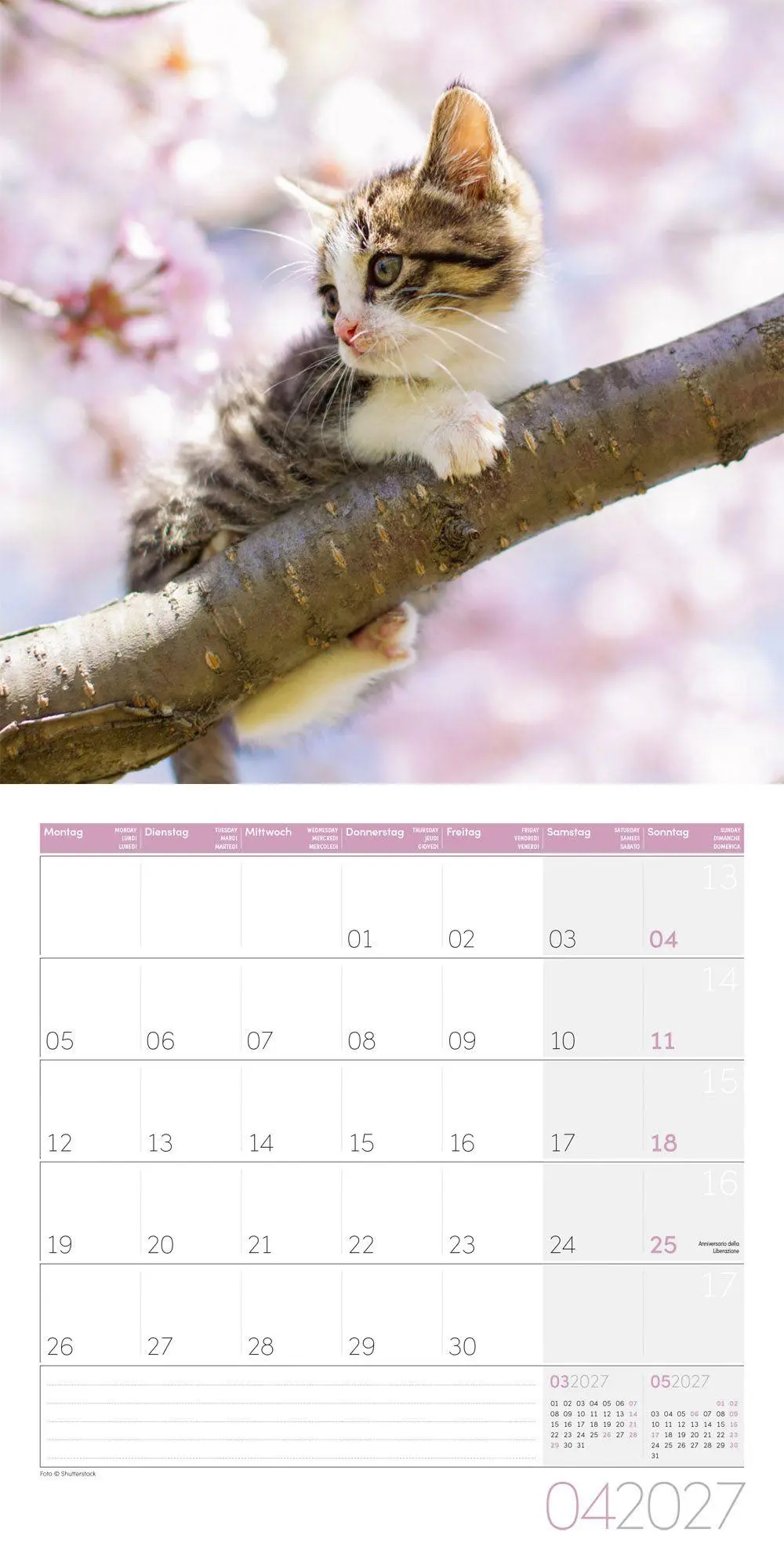 Bild: 9783838447209 | Katzen Kalender 2027 - 30x30 - Art12 | Ackermann Kunstverlag GmbH
