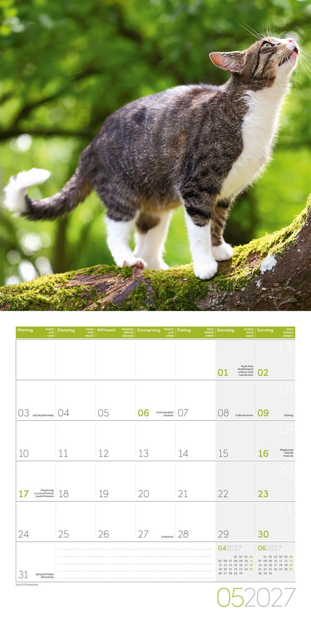 Bild: 9783838447209 | Katzen Kalender 2027 - 30x30 - Art12 | Ackermann Kunstverlag GmbH