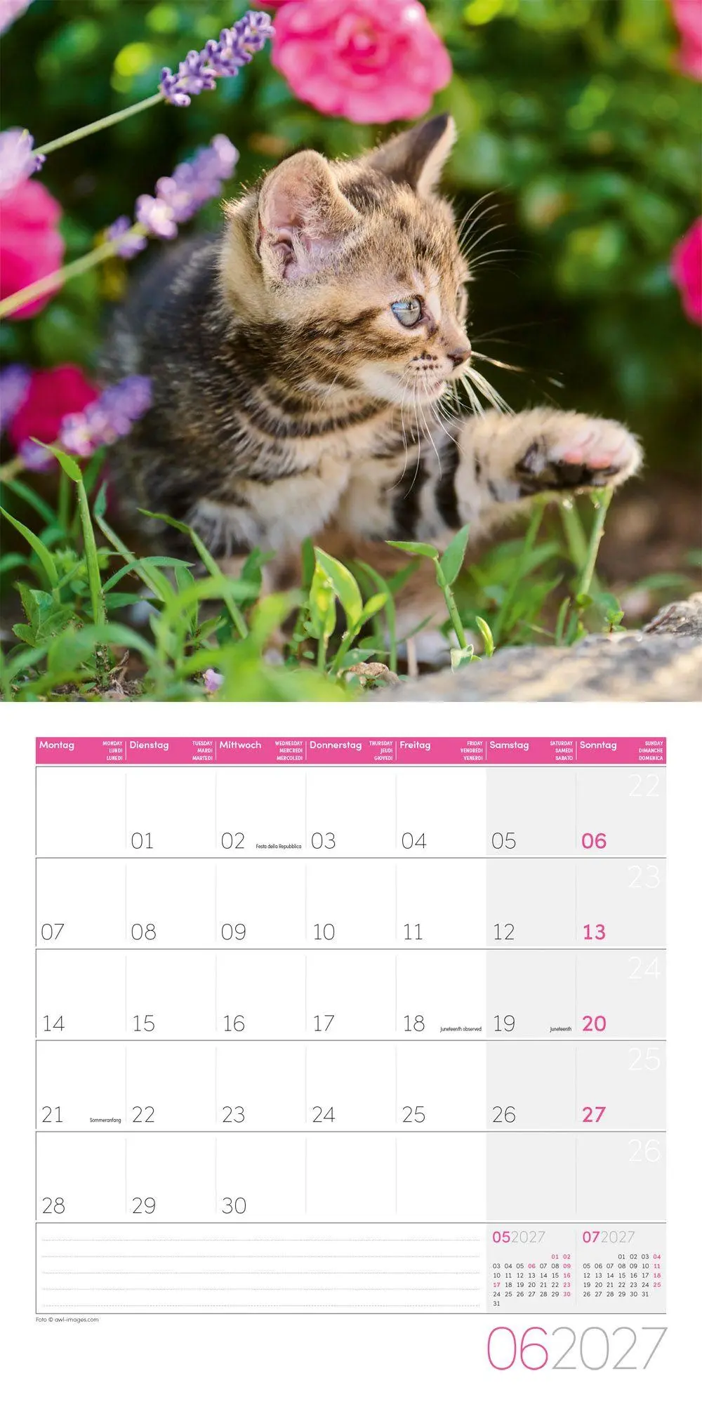 Bild: 9783838447209 | Katzen Kalender 2027 - 30x30 - Art12 | Ackermann Kunstverlag GmbH