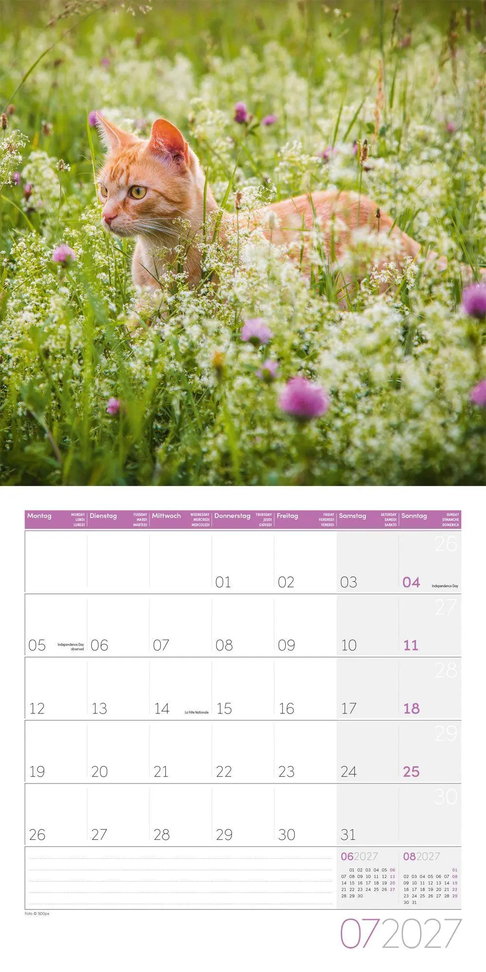 Bild: 9783838447209 | Katzen Kalender 2027 - 30x30 - Art12 | Ackermann Kunstverlag GmbH