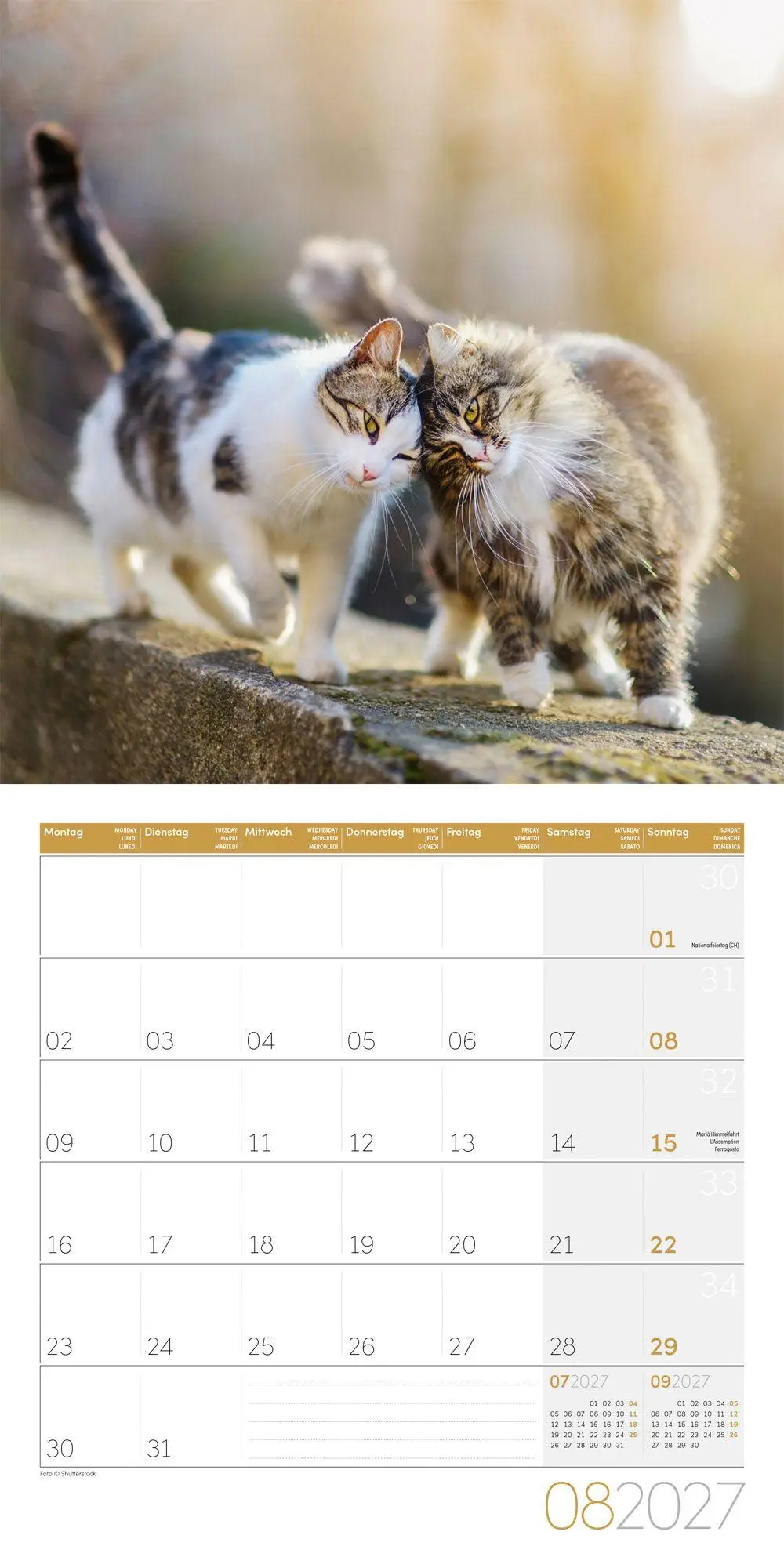 Bild: 9783838447209 | Katzen Kalender 2027 - 30x30 - Art12 | Ackermann Kunstverlag GmbH