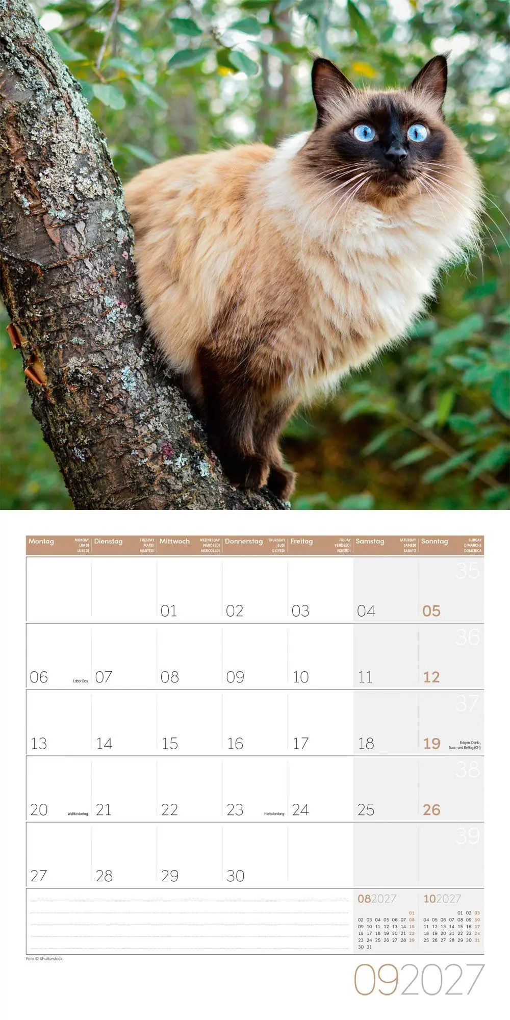 Bild: 9783838447209 | Katzen Kalender 2027 - 30x30 - Art12 | Ackermann Kunstverlag GmbH