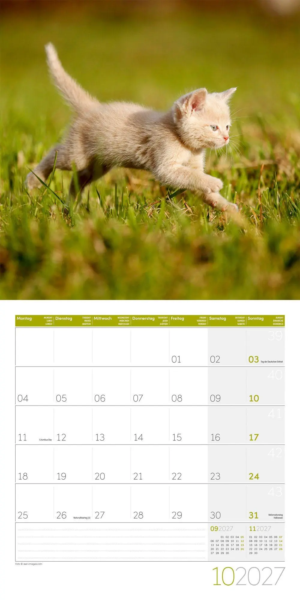 Bild: 9783838447209 | Katzen Kalender 2027 - 30x30 - Art12 | Ackermann Kunstverlag GmbH