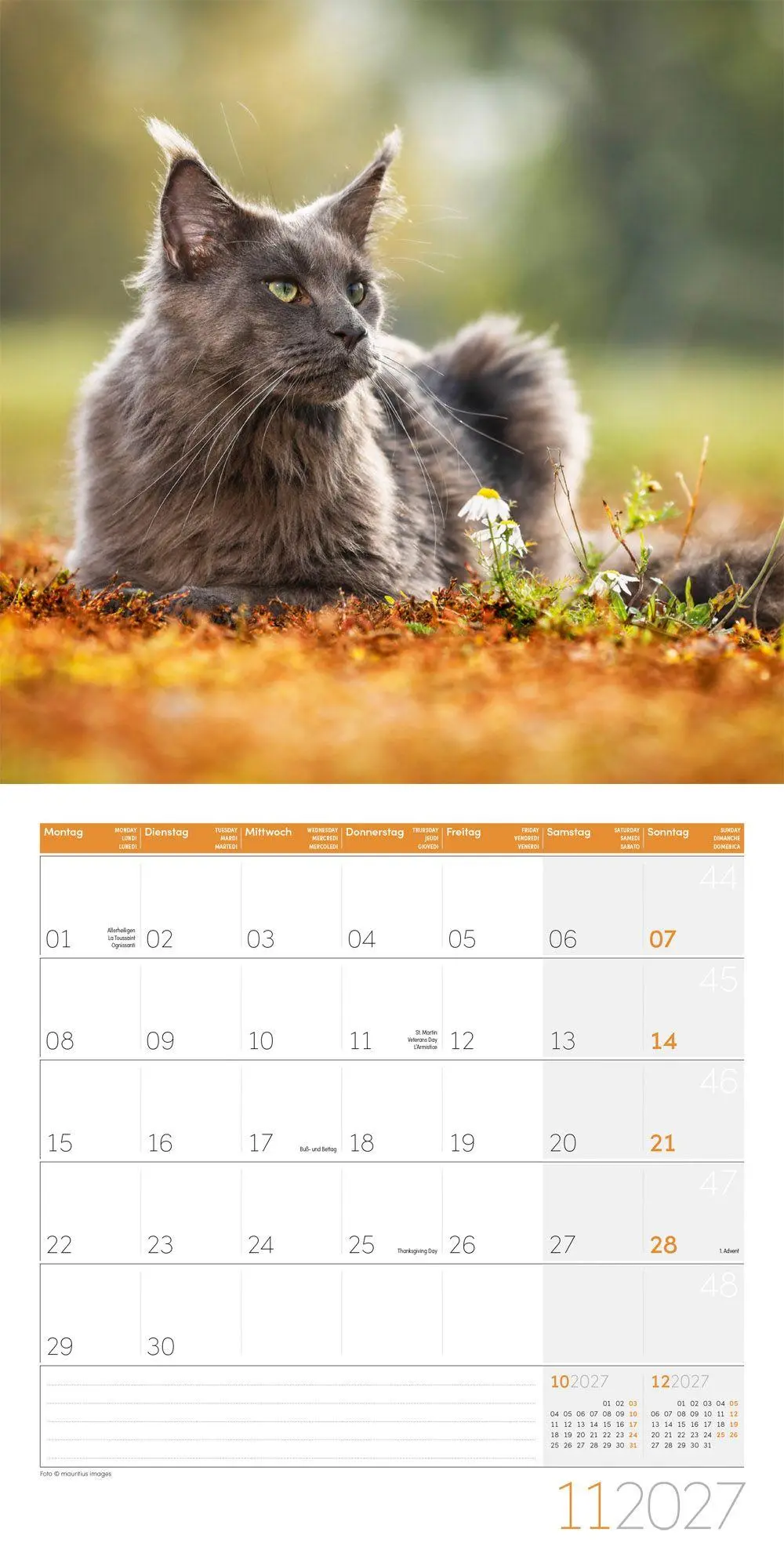 Bild: 9783838447209 | Katzen Kalender 2027 - 30x30 - Art12 | Ackermann Kunstverlag GmbH