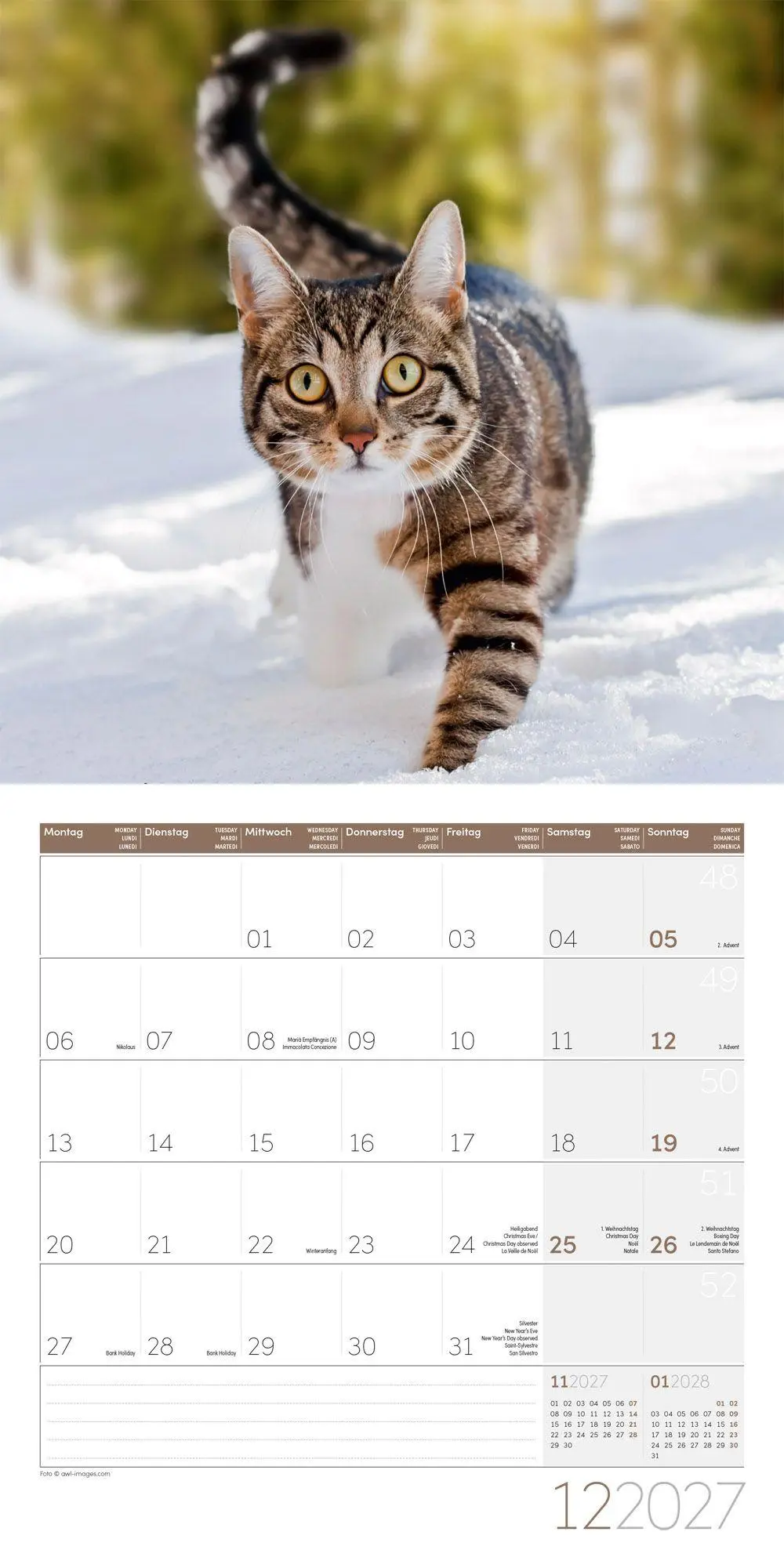 Bild: 9783838447209 | Katzen Kalender 2027 - 30x30 - Art12 | Ackermann Kunstverlag GmbH